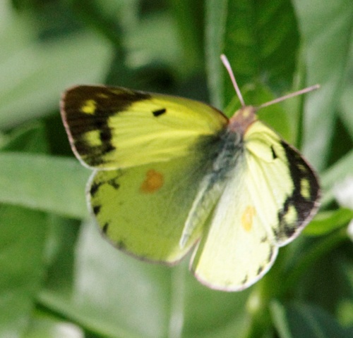 Colias poliographus