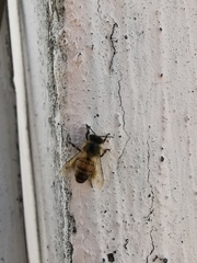 Apis mellifera