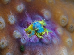 Pseudocryptochirus viridis