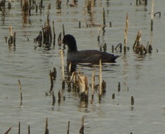 Fulica atra