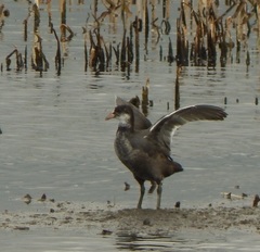 Fulica atra