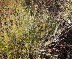 Helichrysum anomalum