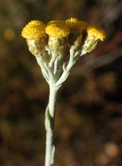 Helichrysum anomalum