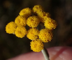 Helichrysum anomalum