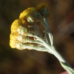 Helichrysum anomalum