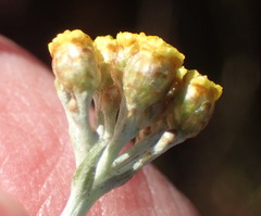 Helichrysum anomalum