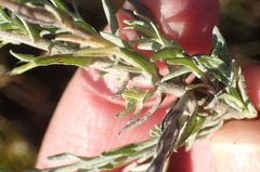 Helichrysum anomalum