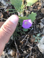 Ipomoea capillacea