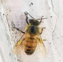 Apis mellifera