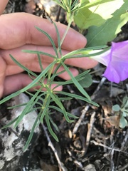 Ipomoea capillacea
