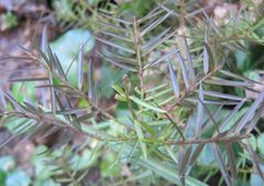 Podocarpus acutifolius
