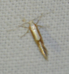 Argyresthia semitestacella