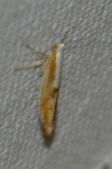 Argyresthia semitestacella