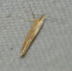 Argyresthia semitestacella