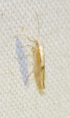 Argyresthia semitestacella