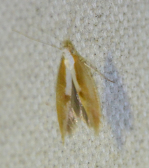 Argyresthia semitestacella