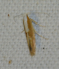 Argyresthia semitestacella