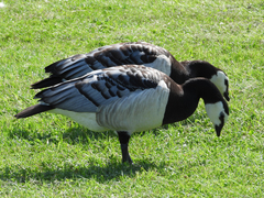 Branta leucopsis