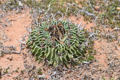 Echinofossulocactus pentacanthus