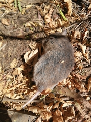 Saccostomus campestris