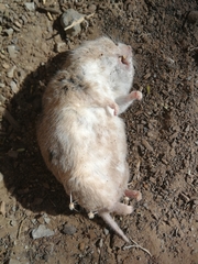 Saccostomus campestris