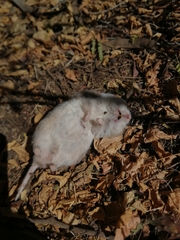 Saccostomus campestris