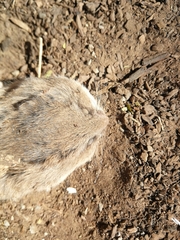 Saccostomus campestris