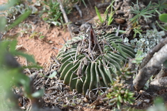 Echinofossulocactus pentacanthus