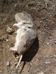 Saccostomus campestris