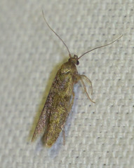 Blastobasis phycidella