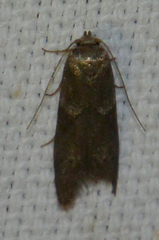 Blastobasis phycidella