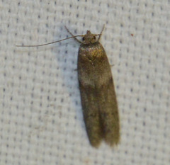 Blastobasis phycidella