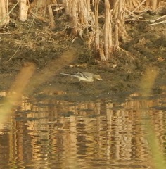 Motacilla citreola
