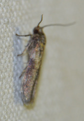 Blastobasis phycidella