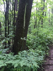 Actaea podocarpa