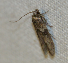 Blastobasis phycidella