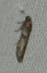 Blastobasis phycidella