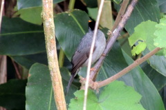 Hypsipetes madagascariensis