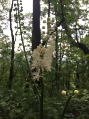 Actaea podocarpa