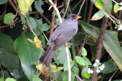 Hypsipetes madagascariensis