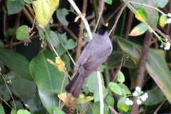Hypsipetes madagascariensis
