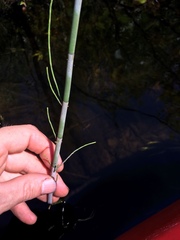 Equisetum fluviatile