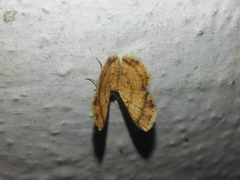 Heterostegane rectifascia