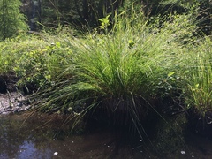 Carex prairea
