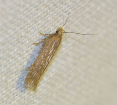 Bryotropha terrella
