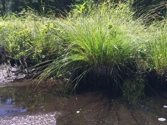 Carex prairea