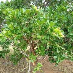Magnoliopsida