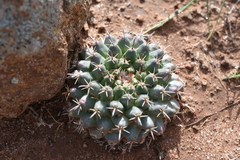 Hooked pincushion cactus (Mammillaria uncinata)