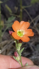 Sphaeralcea munroana