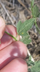 Sphaeralcea munroana